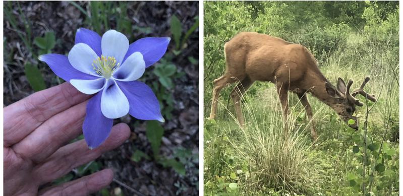 left photo: single columbine flower with blue and wihite petals, right photo: view from middle of dirt road with clouds and blue skiy above