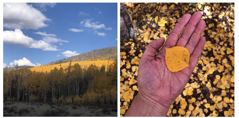 left photo shows blue sky and hillsiide with golden aspen trees and pine trees, right photo: a hand holding a single aspen leaf in the palm with leaves on the ground below it